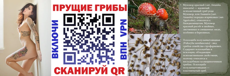где купить наркоту  Салаир  Псилоцибиновые грибы ЛСД 